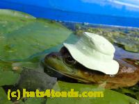 /home//u458753944/public_html/sourcegallery//Frogs/More bullfrogs/P8180202.JPG